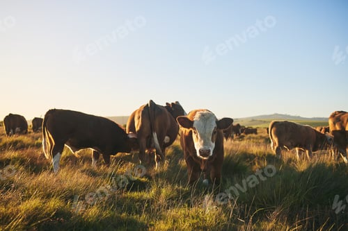 Vorschau: Kühe, Portrait und Bauernhof für Milchwirtschaft, Fleisch- und Rindfleischindustrie auf dem Land, Feld, Land und