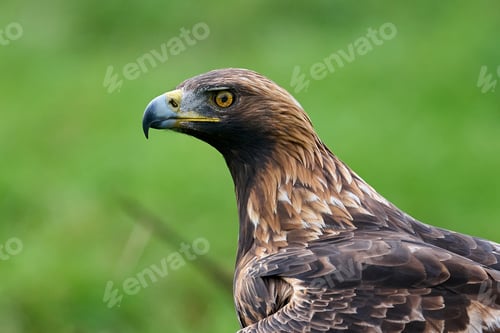 Preview: Golden eagle (Aquila chrysaetos)