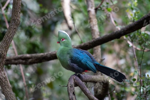 Preview: Macro of a green and blue parrot on a tree branch