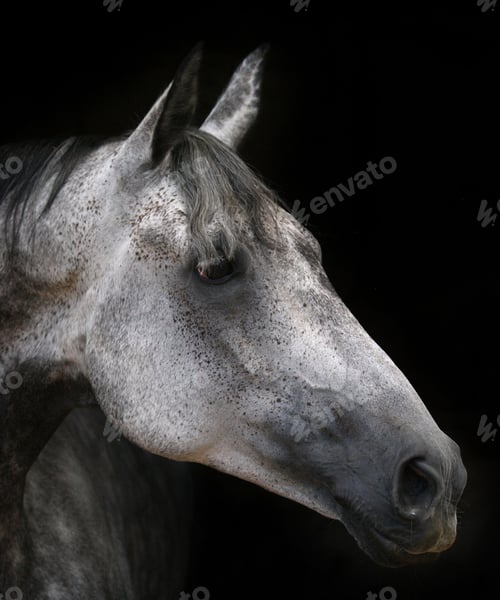 Preview: horse, mare, wilderness, stallion