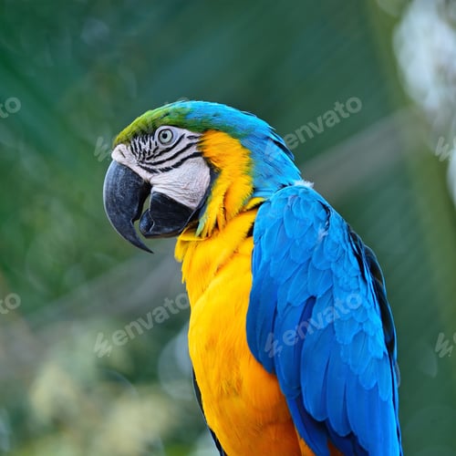Preview: Blue and Gold Macaw