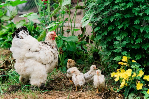 Preview: Mother hen with chicks walks in the green yard in the village. Soft selective focus.