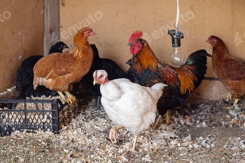 Preview: Free range chickens and red rooster standing on wood shavings in chicken coop.