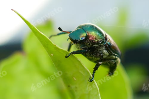 Preview: Japanese Beetle on a leaf in the USA.