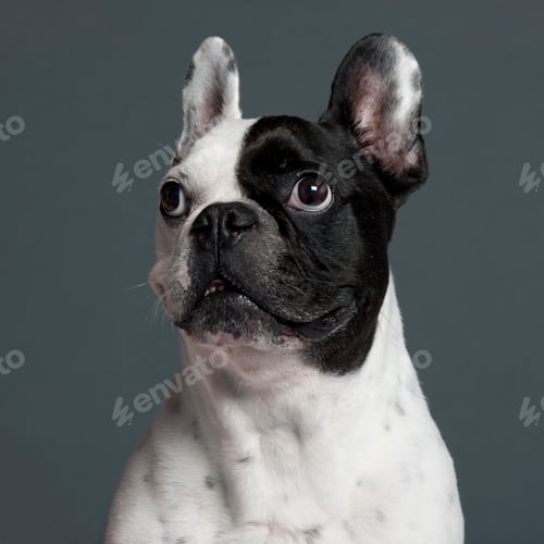 Preview: French Bulldog (9 years old)