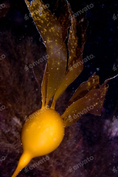 Preview: Close-up of kelp bladder.