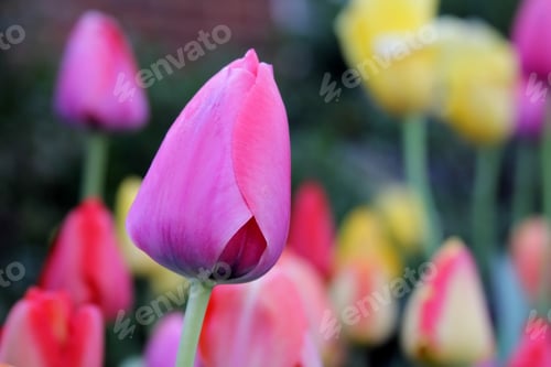 Preview: Brightly Colored Spring Tulips - Close Up Photograph Of Brightly Colored Tulips In An Outdoor