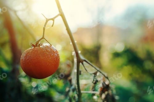 Preview: Ripe homegrown tomato in organic vegetable garden