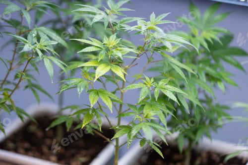 Preview: Green house and harvesting of cannabis weed hemp plants cultivation of marijuana farm laboratory