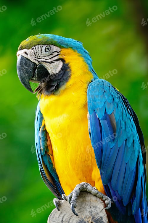 Preview: Blue and Gold Macaw