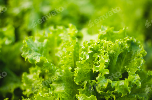 Preview: Lettuce. Fresh lettuce