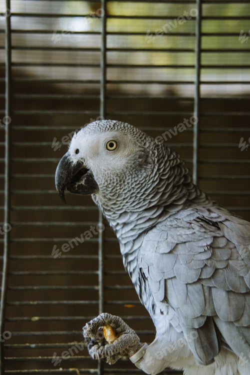 Preview: Parrot