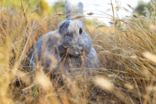 Preview: cute grey rabbit laying on messy dry grass field under the shade