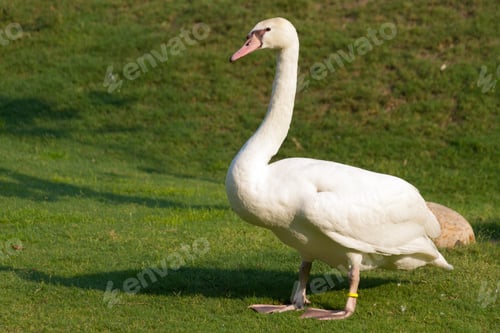 Preview: a white swan in the meadow