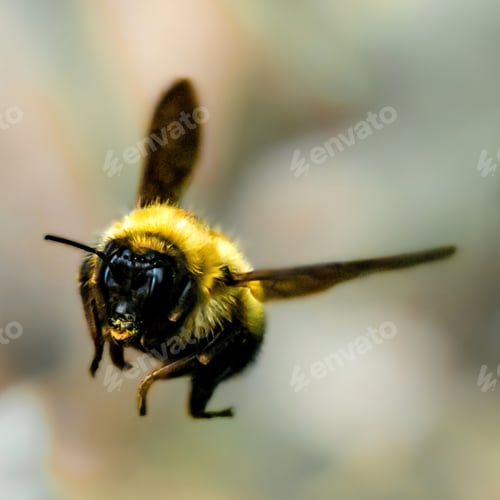 Preview: Soft focus of a fuzzy bee in flight against a blurry background at the Morris Arboretum