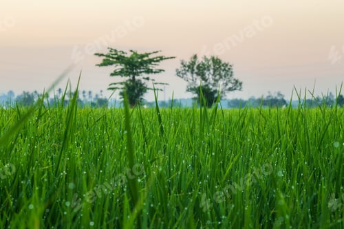 Preview: Rice field in the beautiful golden hour, and landscape frame
