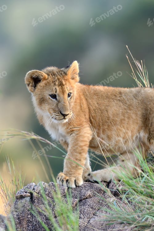 Preview: Lion cub