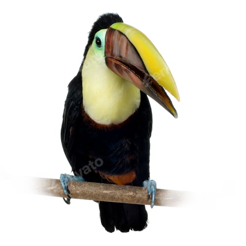 Preview: Swainson's Toucan