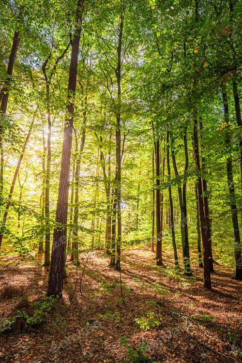 Preview: Brown and amazing forest in the autumn in Europe