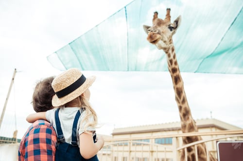Preview: father and little daughter looking at reticulated giraffe in zoo