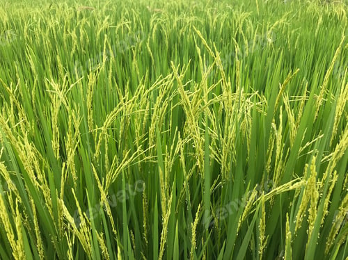 Preview: Rice field , close up green Jasmine rice tree
