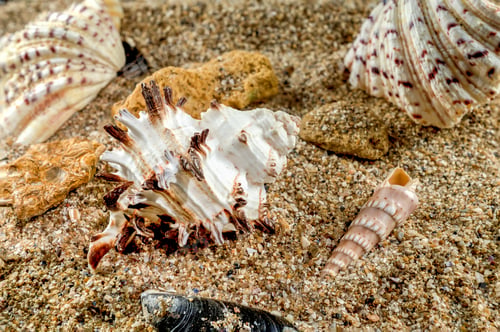 Preview: Murex Indivia Longspine Shell on the sand