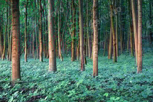 Preview: Young oak stree seedlings in oak forest