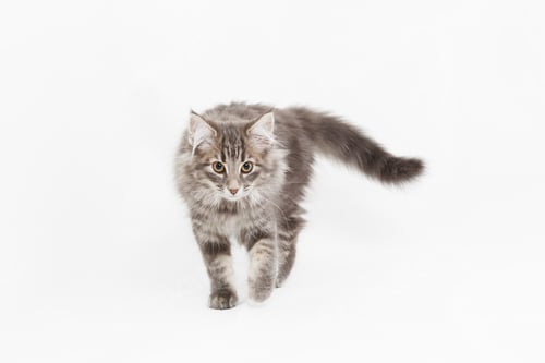 Preview: A fluffy gray kitten strides confidently on a white background.