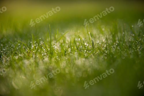 Preview: Grass Background Abstract natural background green grass with a beautiful Bokeh