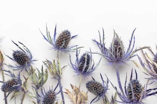 Preview: Feverweed, thistle EryngiuM, isolate on white background.