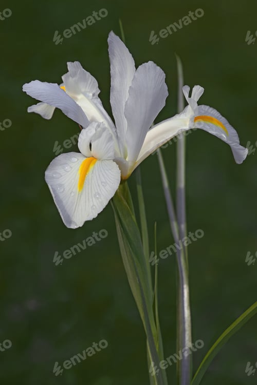 Preview: Dutch Iris (Iris Xiphium)