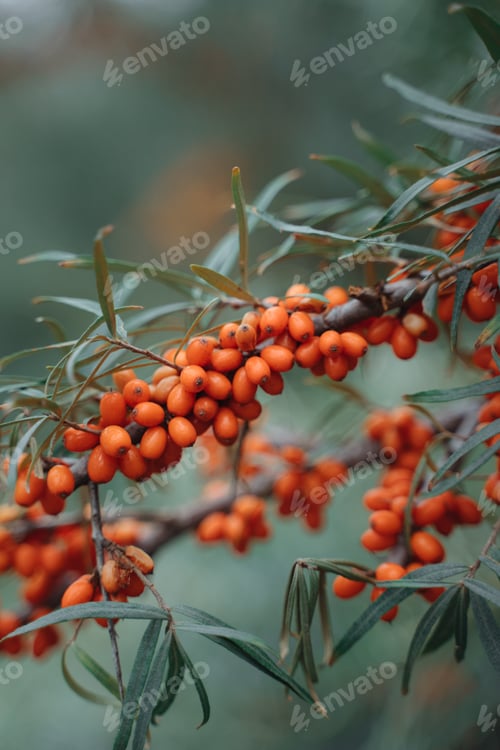 Preview: Orange berries on a tree