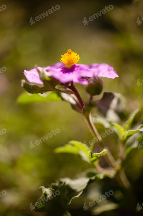 Preview: Cistaceae, rock rose flowers