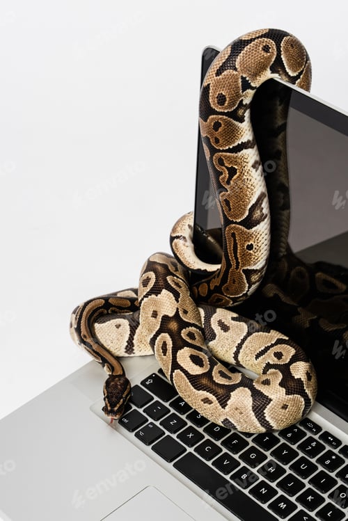 Preview: Python snakes and laptop computer