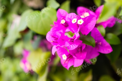 Preview: Pink Bougainvillea Flowers with Green Leaves Background