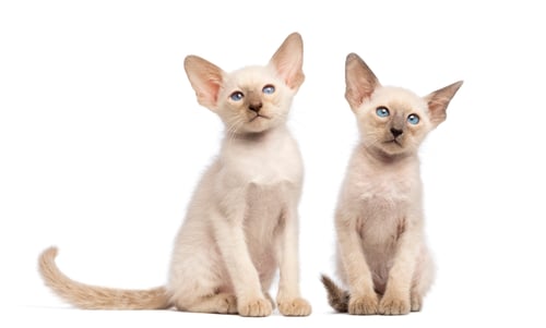 Preview: Two Oriental Shorthair kittens sitting and looking away against white background