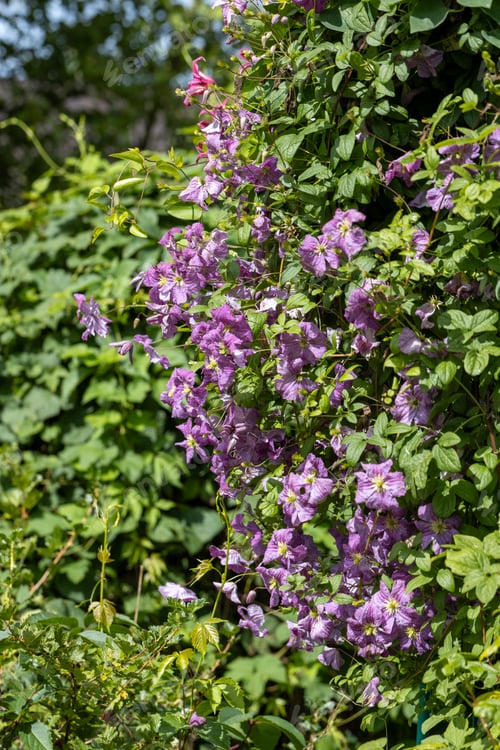 Preview: Clematis Mazurek flower plant blooming in the garden