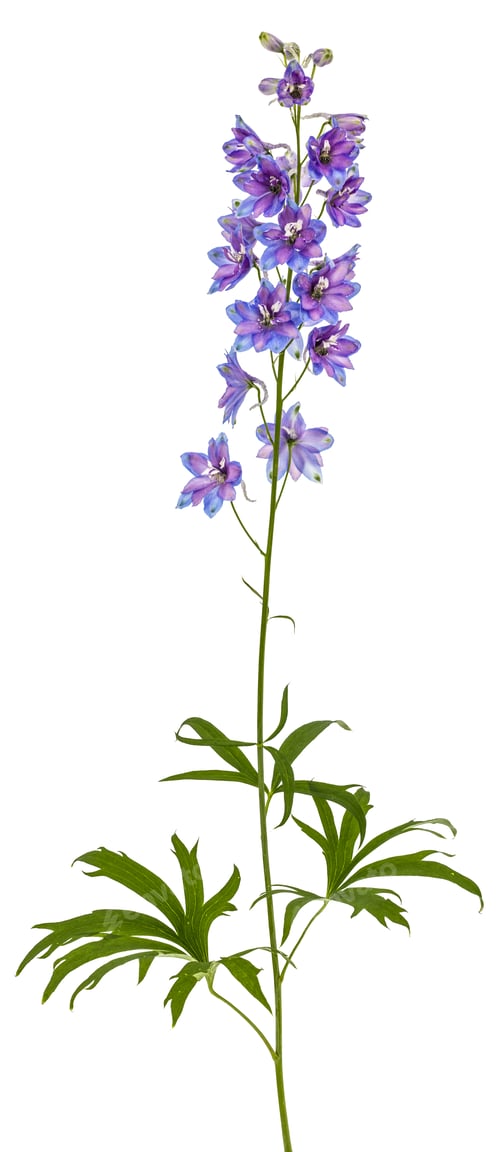 Preview: Flower of Delphinium (Larkspur), isolated on white background