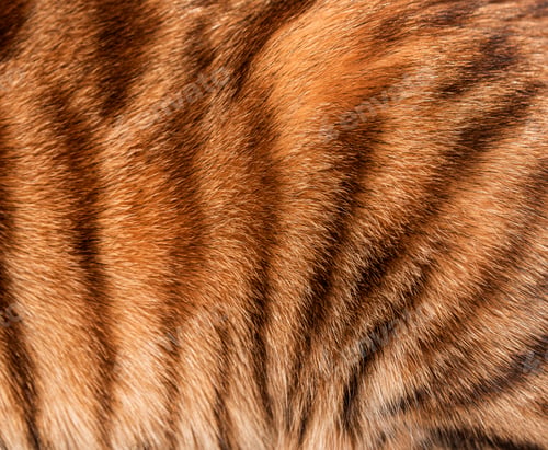 Preview: Close up of real Toyger cat fur showing the texture and pattern of the black stripes