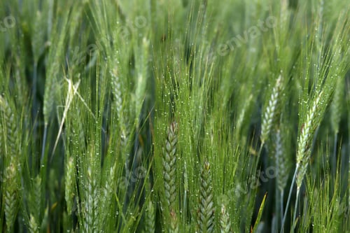Preview: ears of wheat in rain drops closeup