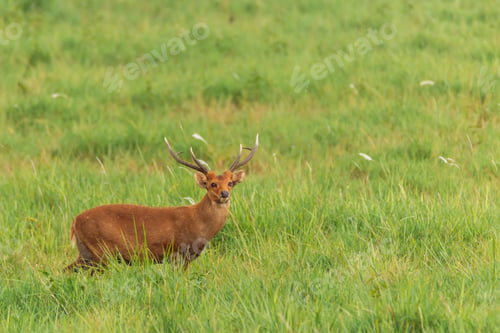 Preview: Red deer male in the meadow