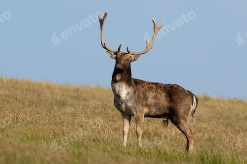 Preview: Fallow deer standing on grassland in autumn with blue sky
