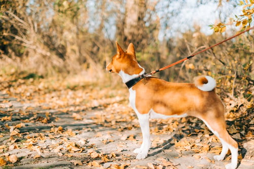 Preview: Portrait of basenji dog walking in a autumn park.
