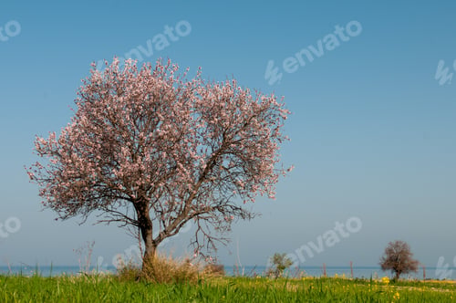Preview: Lonely almond tree with blossoms in Spring on a green field and with blue sky.