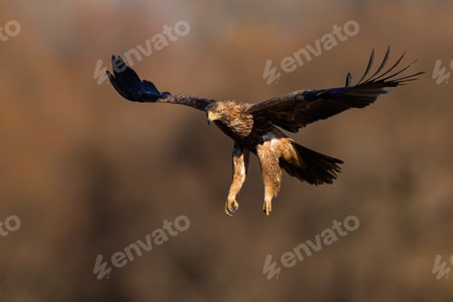 Preview: Front view of eastern imperial eagle flying with open wings in autumn nature