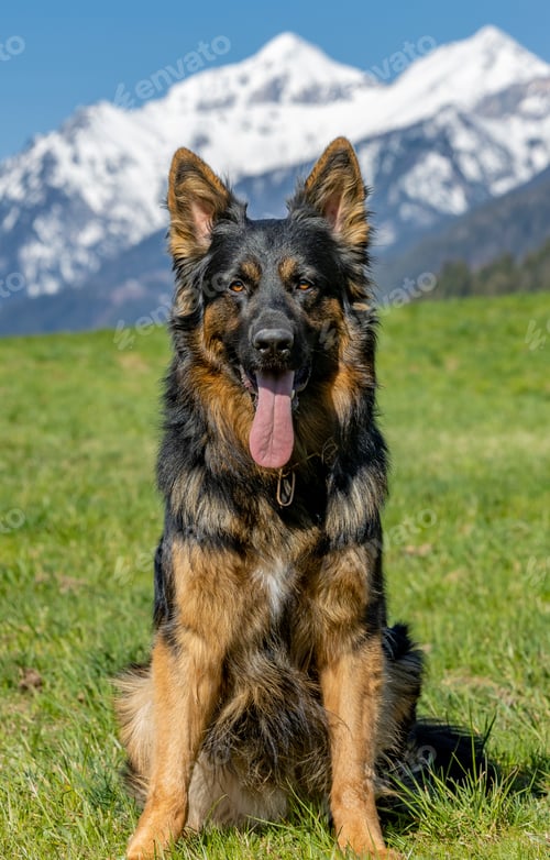 Preview: Closeup of an obedient German shepherd posing in the meadow and looking carefully to the camera