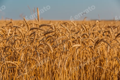 Preview: Close up of ripe wheat ears. Beautiful backdrop of ripening ears of golden field.