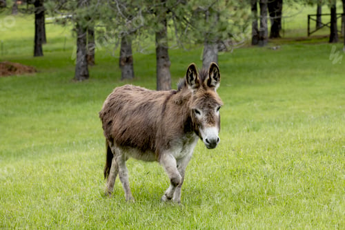 Preview: Miniature donkey walks in grass.