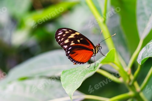 Preview: Heliconius Hecale, Tiger Longwing, Hecale Longwing, Golden Longwing, Golden Heliconian Butterfly