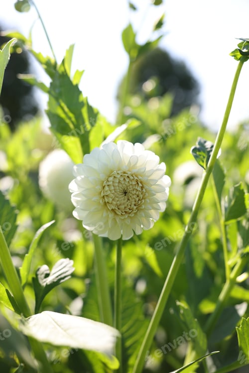 Preview: Beautiful white dahlia flowers with green leaves growing outdoors